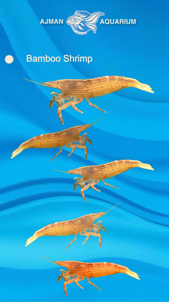 bamboo shrimp - 1 to 2 cm