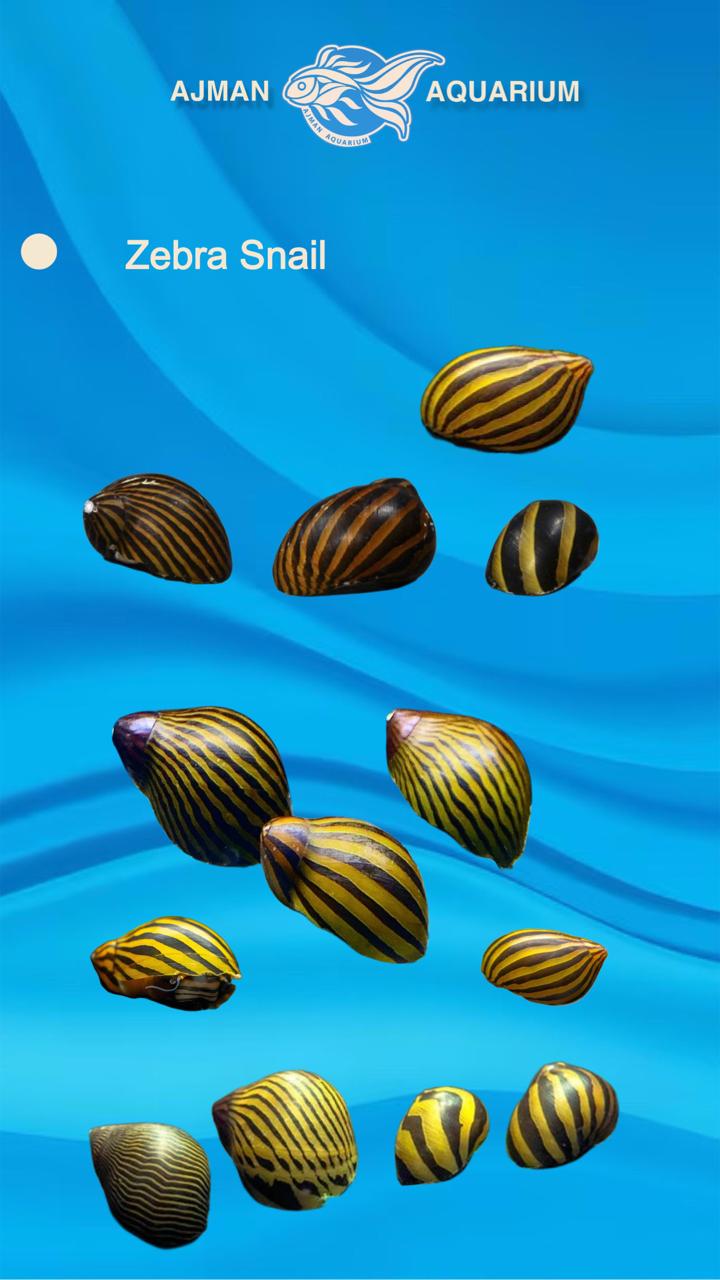 zebra snail - regular size