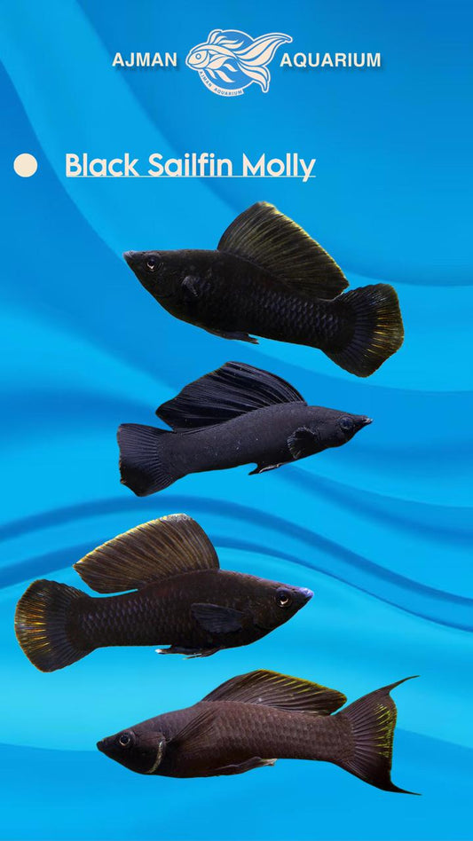 black salfin molly - 1.75 inch