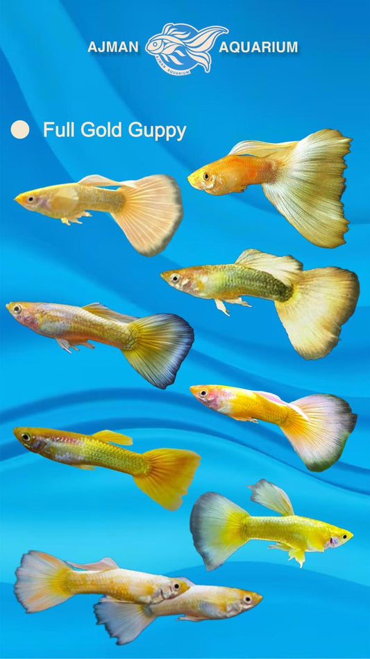 full gold guppy pair - regular size