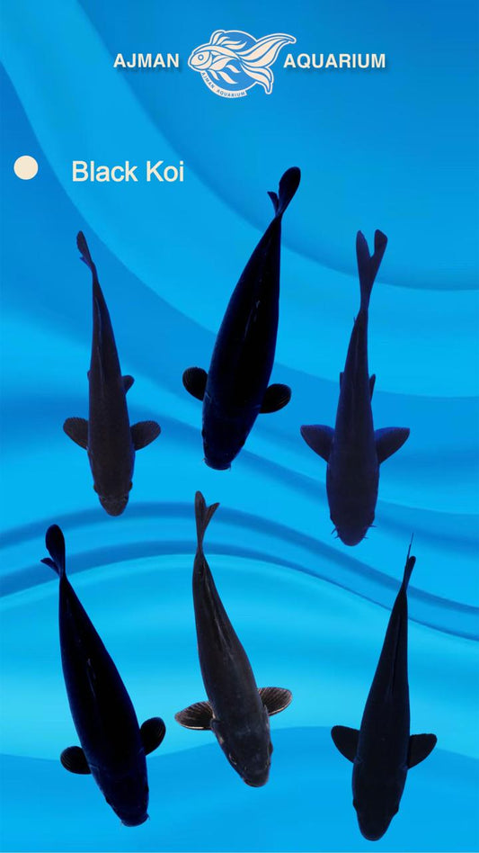 koi black - 7 inch