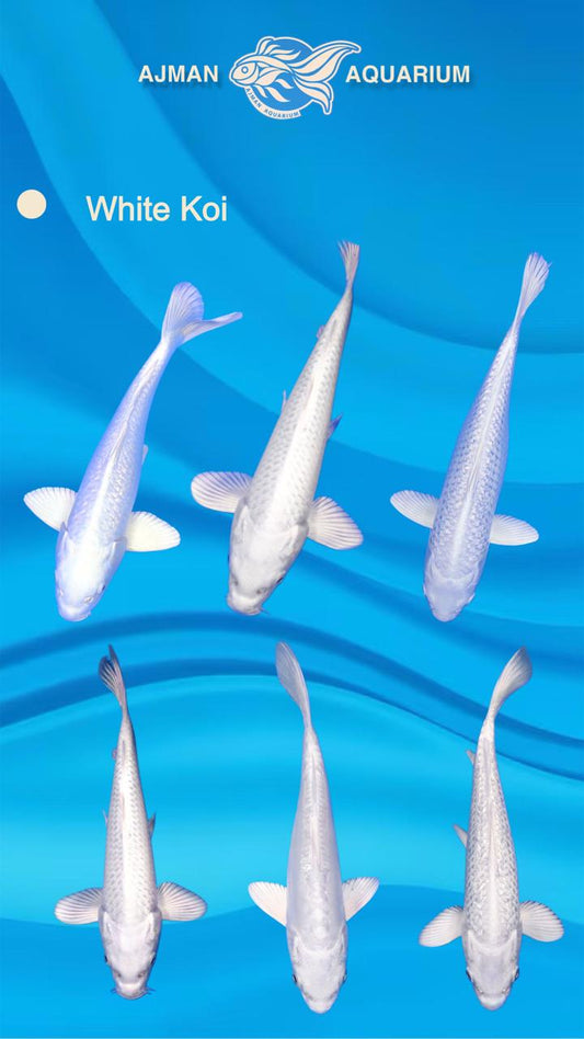 white koi - 6 to 7 inch