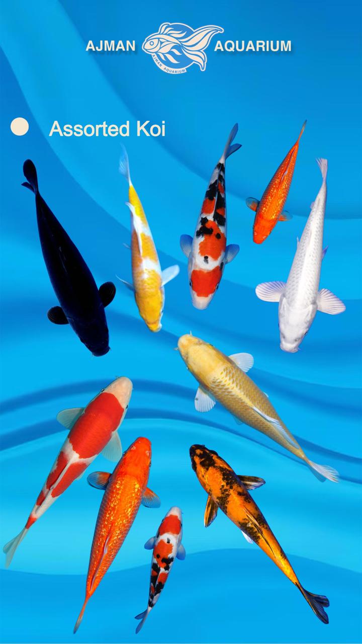 koi mix color