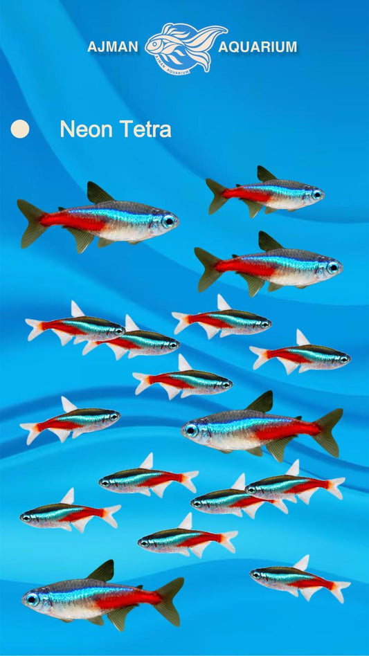 neon tetra - L