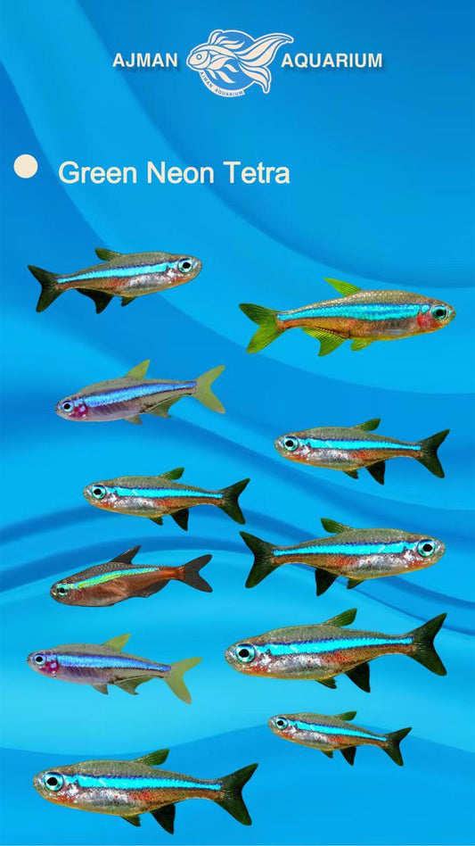 green neon tetra - L