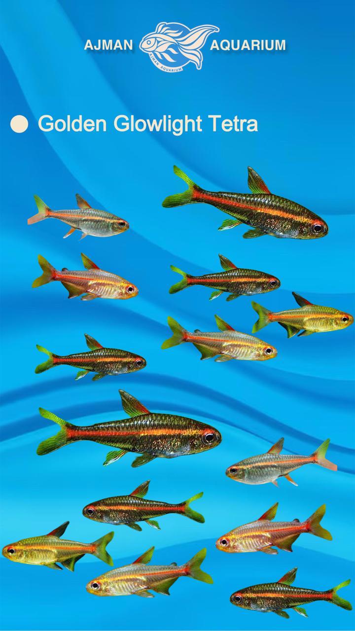 golden glowlight tetra - 3 to 4 cm