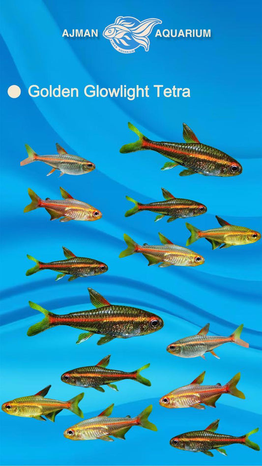 golden glowlight tetra - 3 to 4 cm