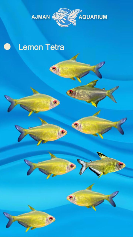 lemon tetra - L