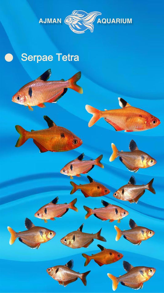 Serpae Tetra - L