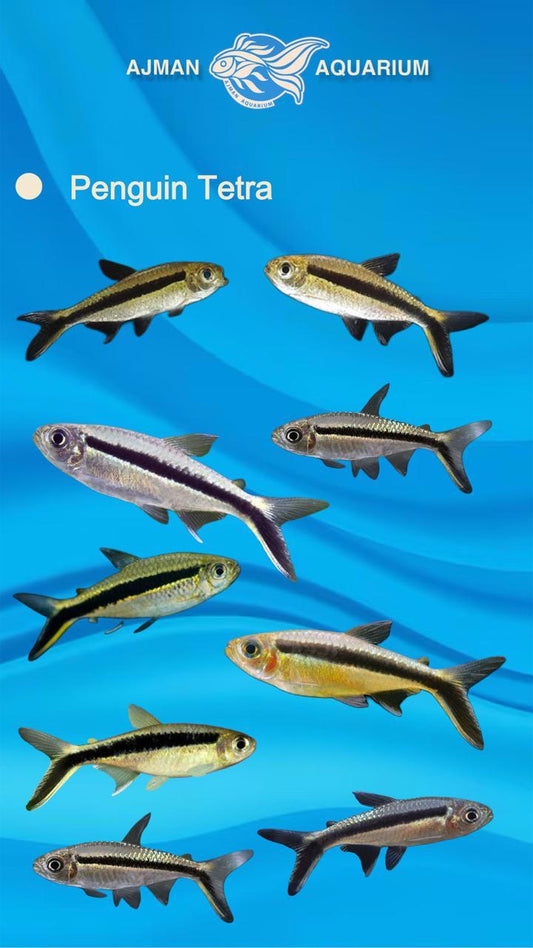 penguin tetra - L