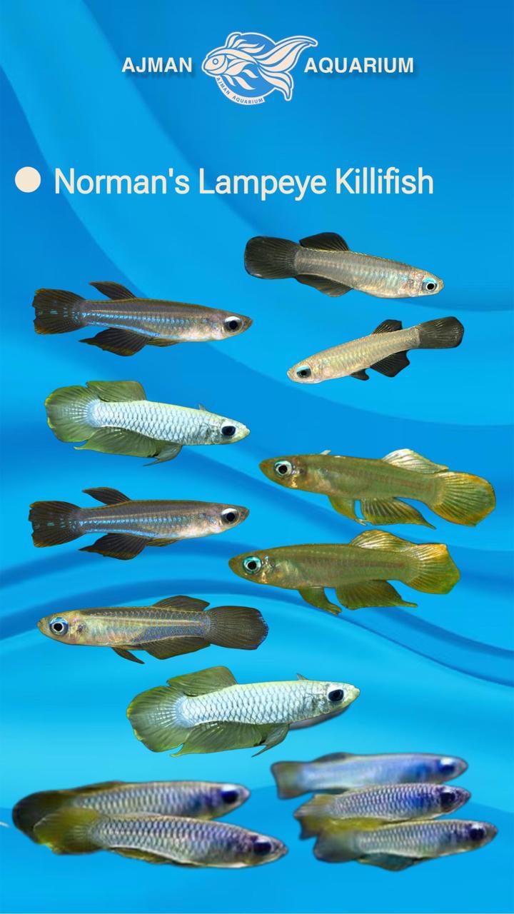 norma's lampeye tetra - L