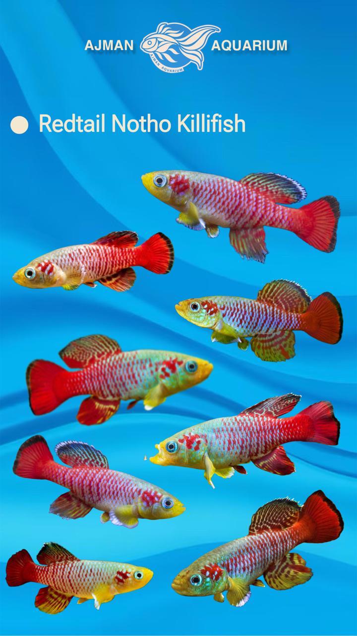 red tail notho  killifish - 1.5 inch