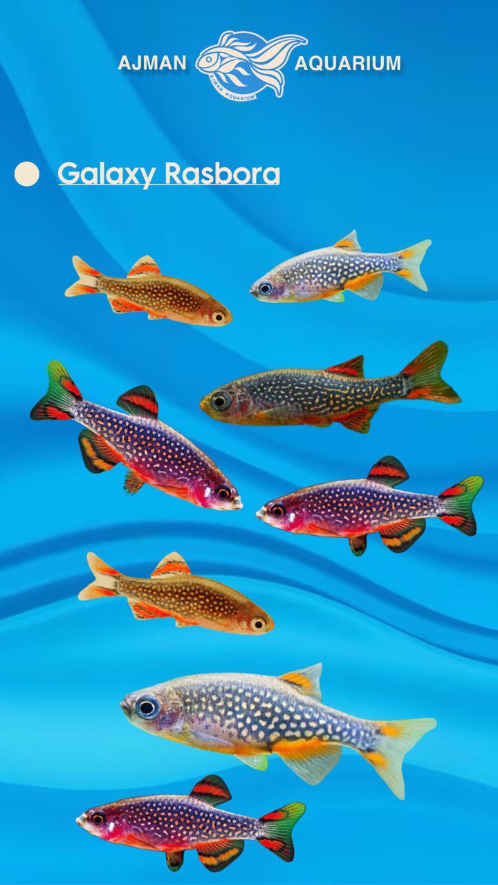 Galaxy Rasbor galaxy rasbora (Seasonal) – Ajman Aquarium