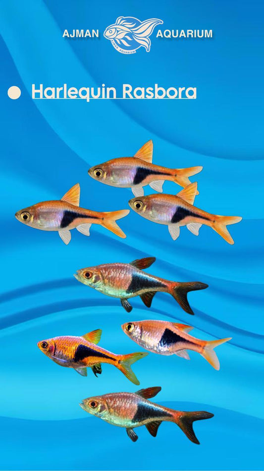 harleyquin rasbora - L