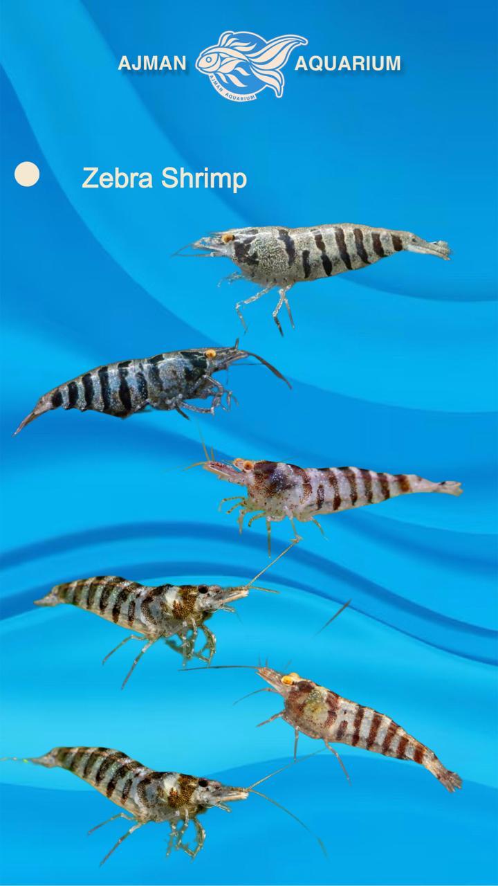 zebra shrimp - 3 to 4 cm