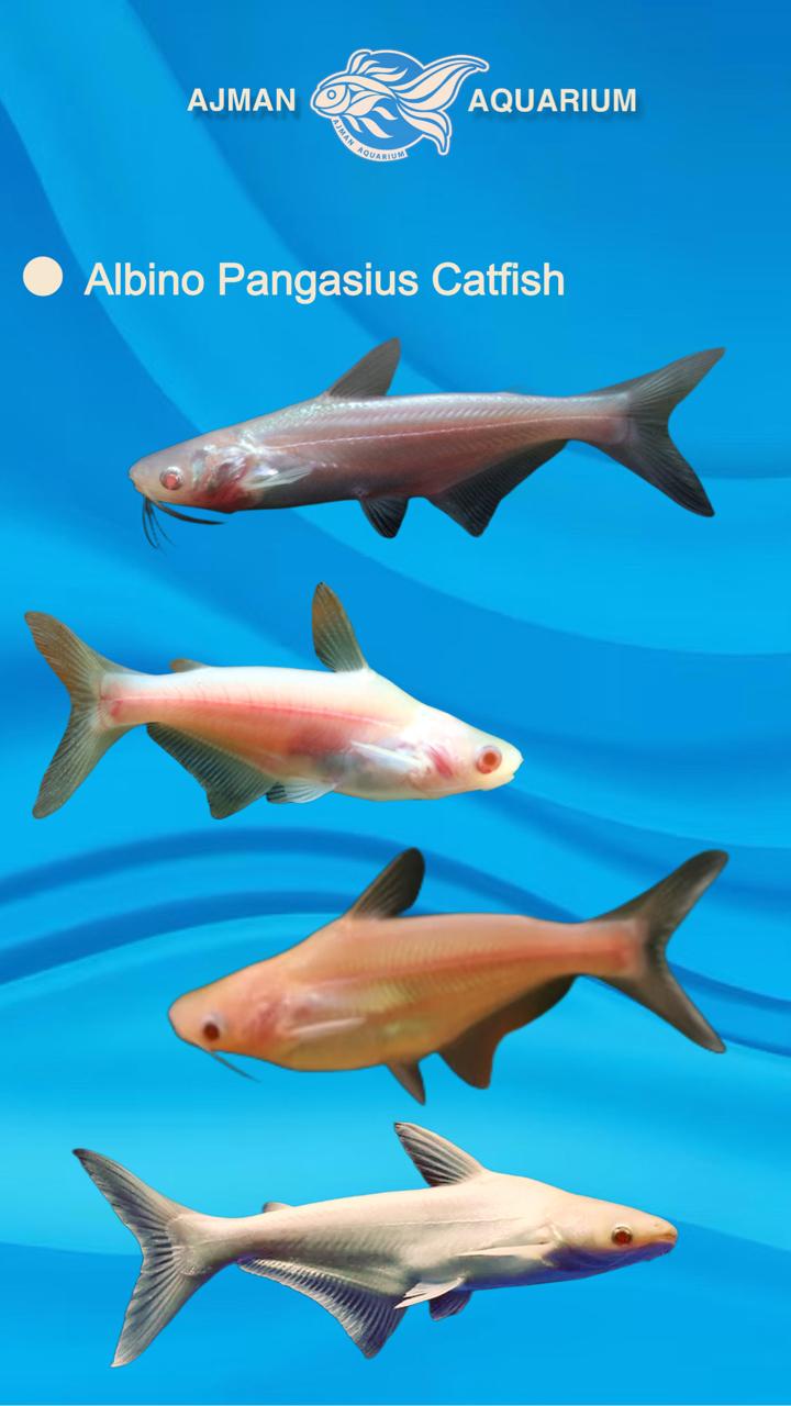 albino Pangasius cat fish - 4 to 5 inch