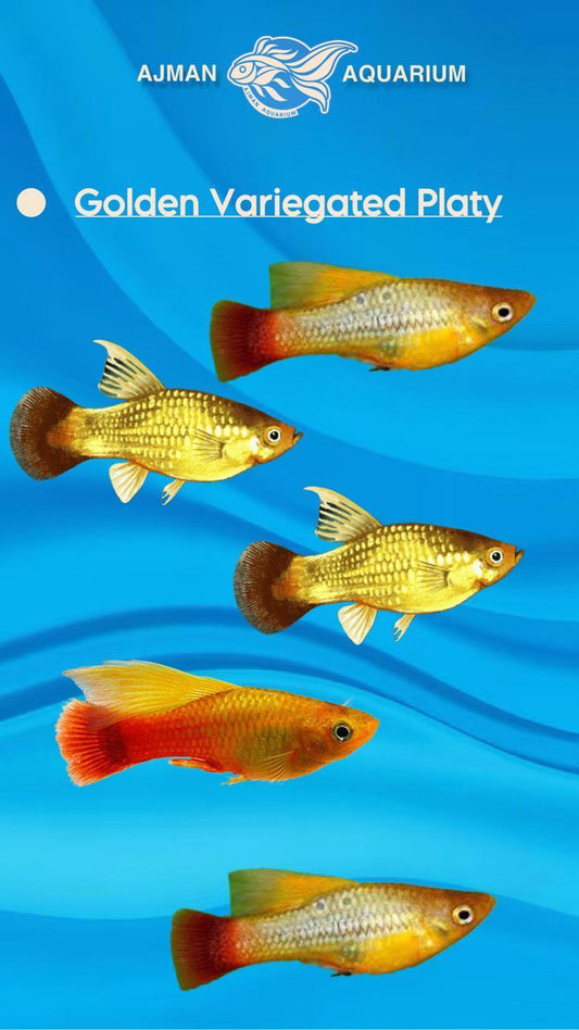 golden variatus platy - LG