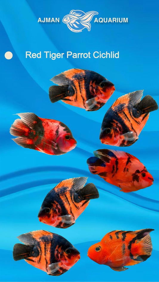 red tiger parrot - 5 inch