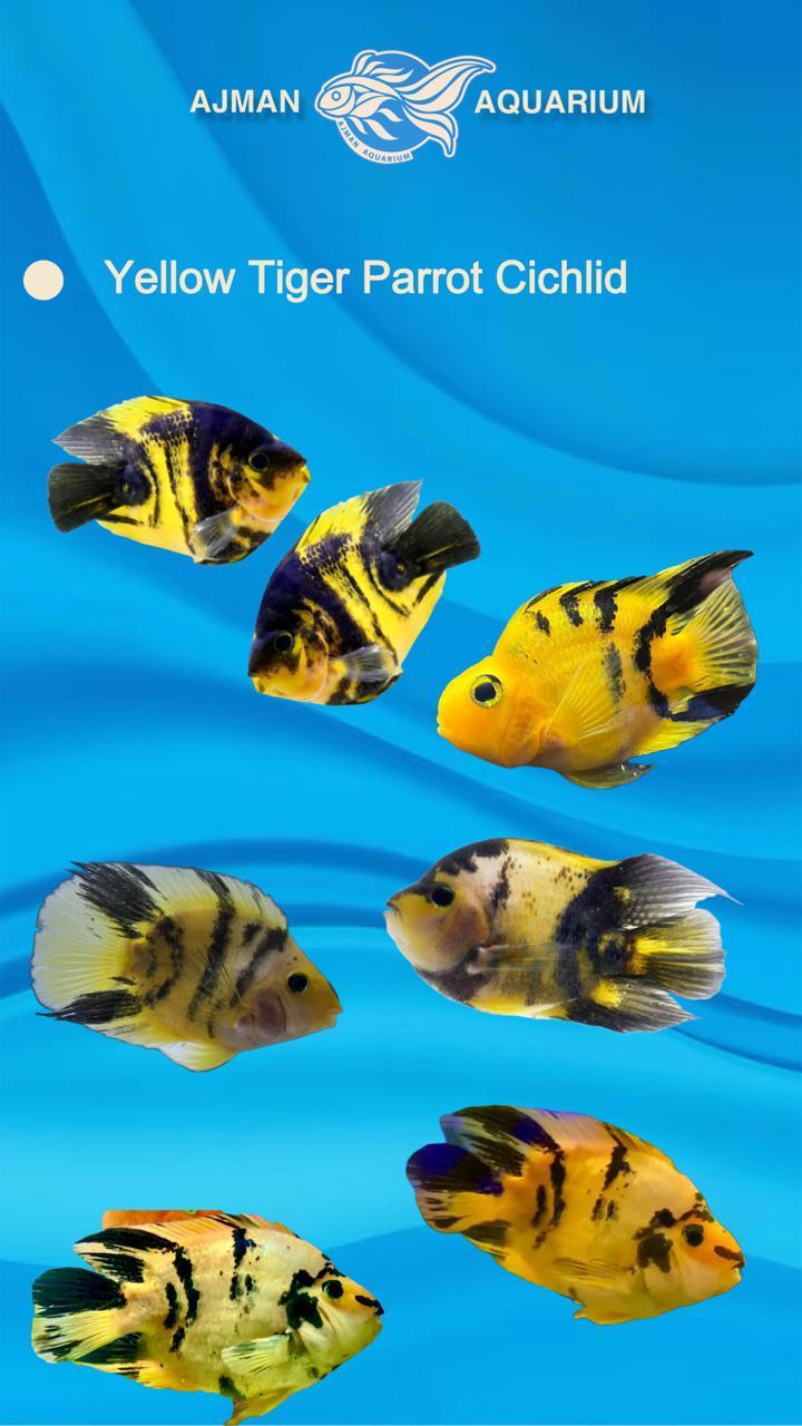 yellow tiger parrot - 5 inch