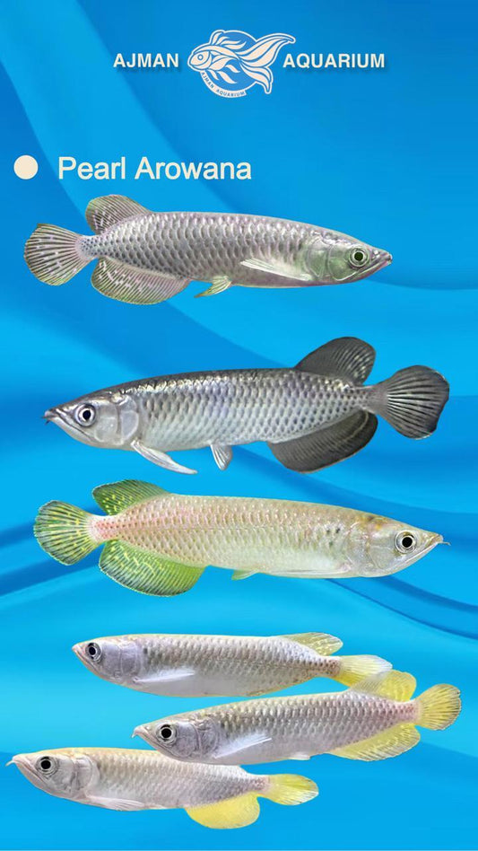 pearl arowana - 5 inch