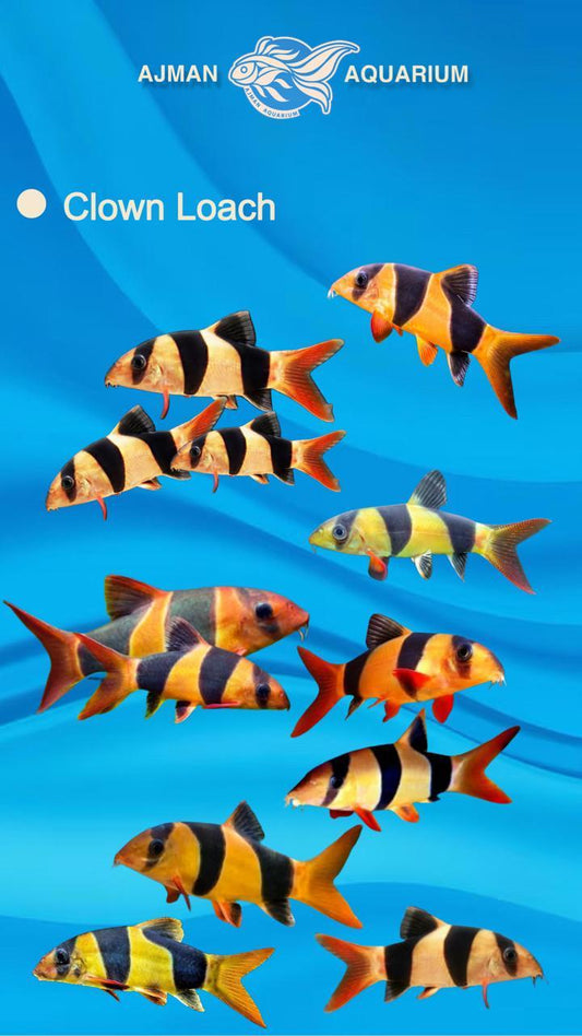 clown loach - 2.5 to 3.5 inch