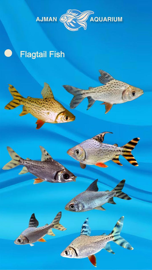 flag tailed prochilodus - 10 to 12 inch
