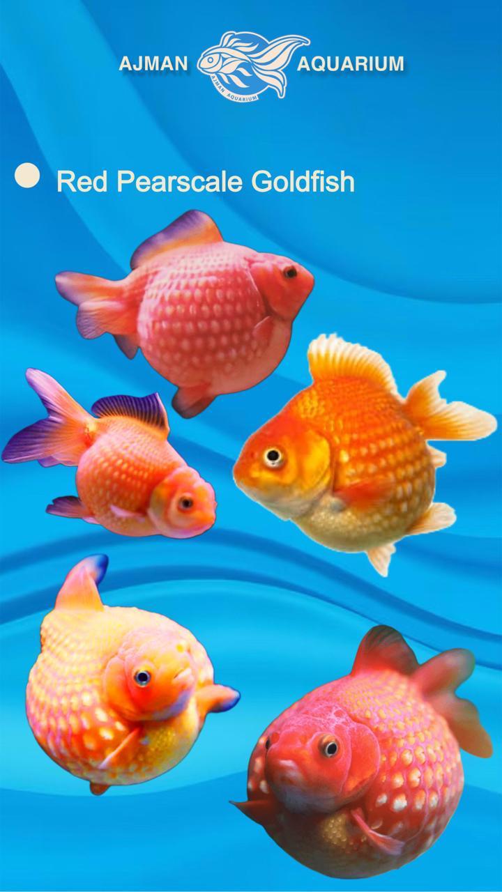 red pearl scale gold fish - MD