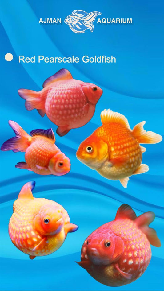 red pearl scale gold fish - MD