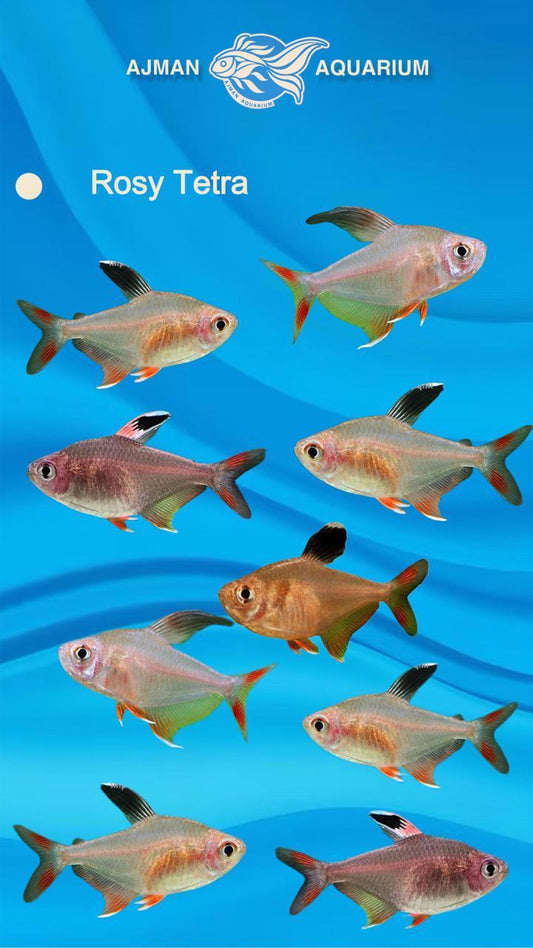 Rosy tetra - 1.75 inch