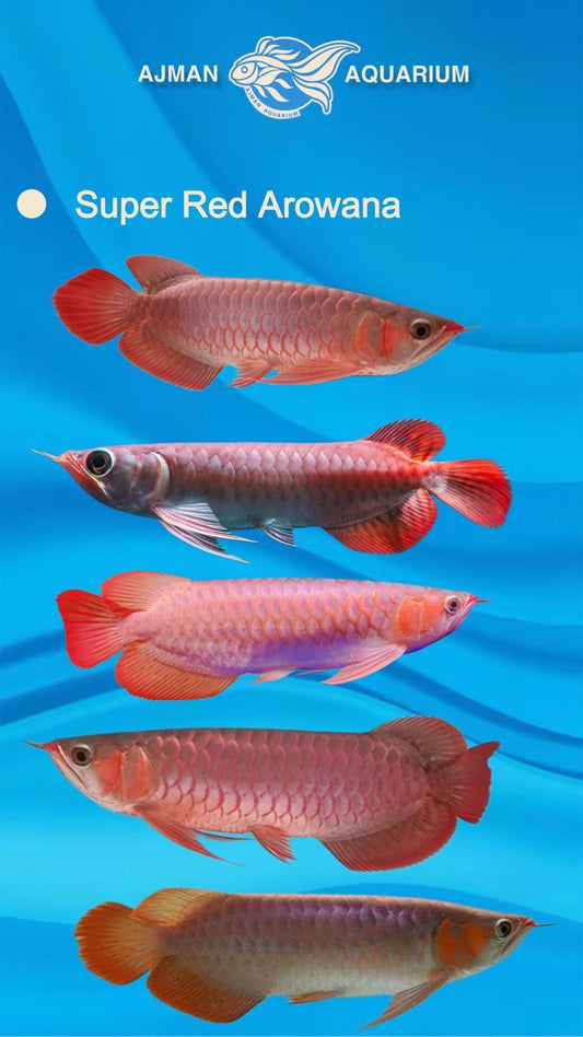 super red arowana - 6 to 7 inch