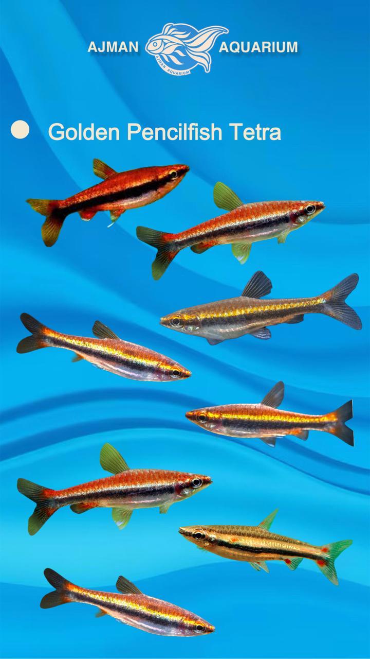 golden pencil fish tetra - regular size