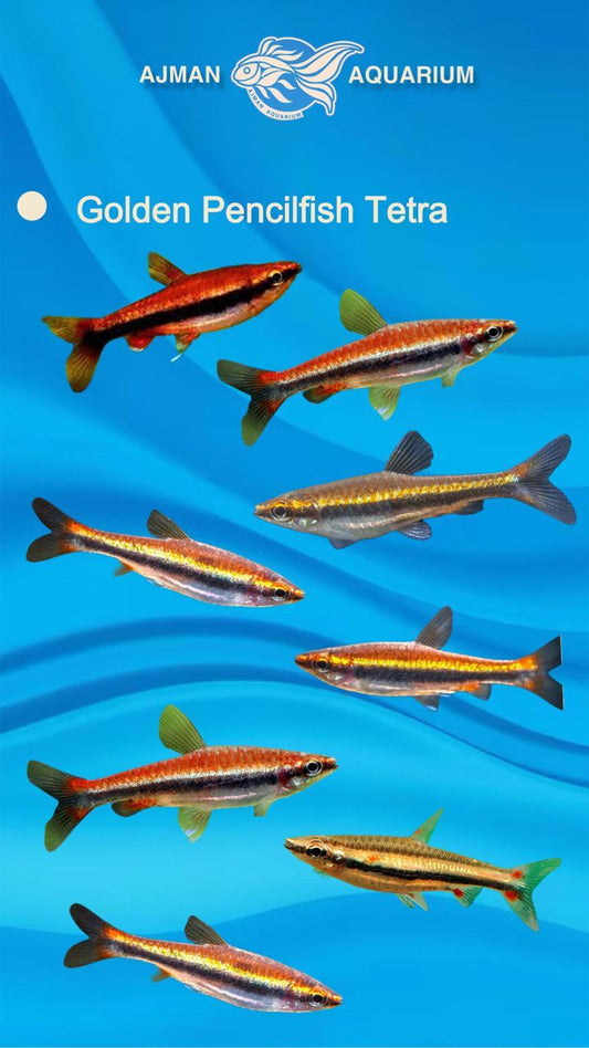 golden pencil fish tetra - regular size