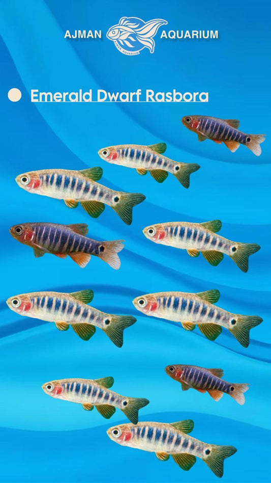 emerald dwarf rasbora - L
