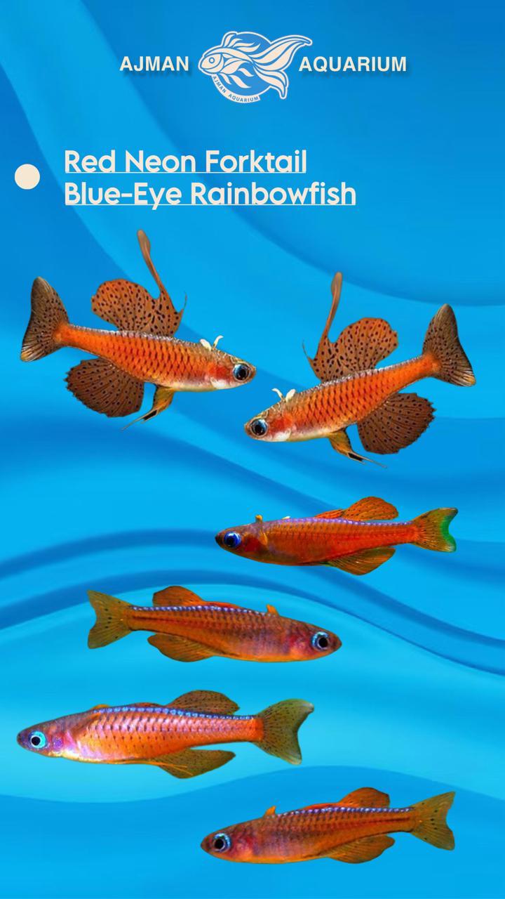 red neon fork tail rainbow fish - Regular size