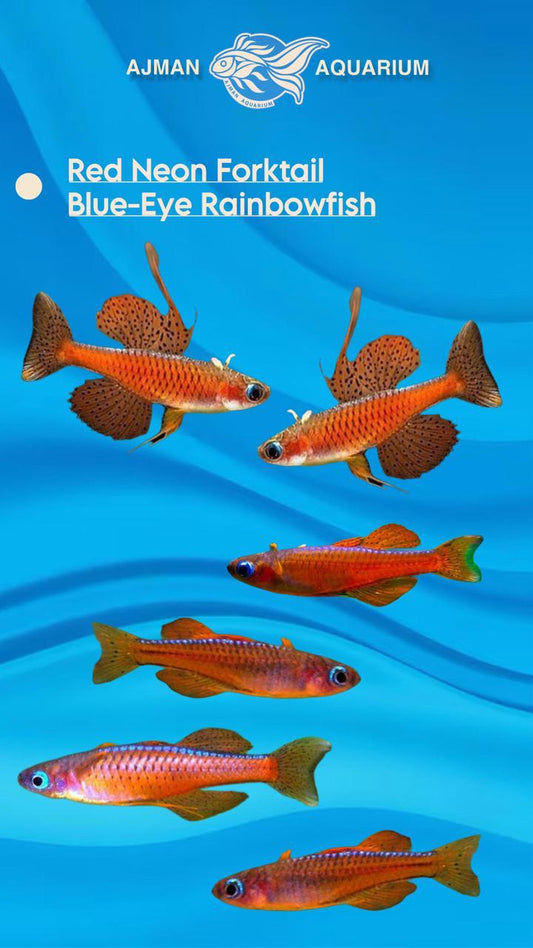 red neon fork tail rainbow fish - Regular size