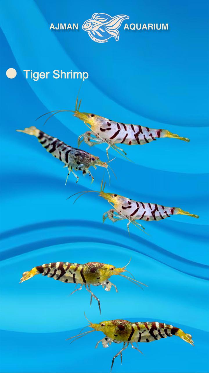 tiger shrimp - 1 to 1.5 cm