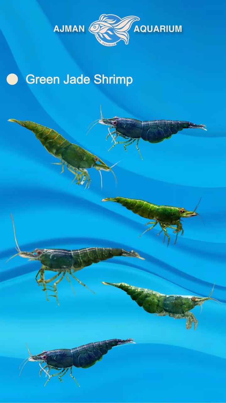 green jade shrimp - 1 to 1.5 cm