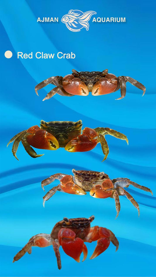 red claw crab - 3 to 4 cm