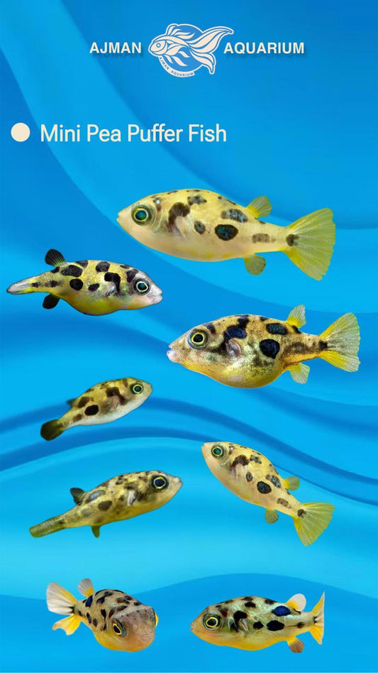 Mini Pea Puffer - 1 cm