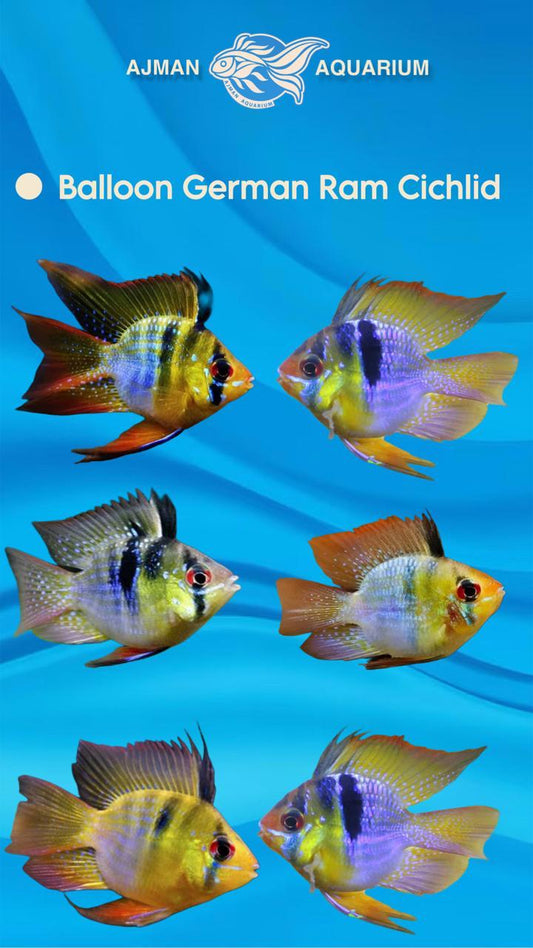 balloon german ram cichlid - 3 inch