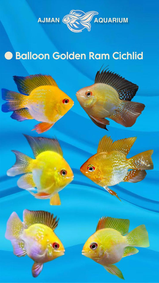 balloon golden ram cichlid - L