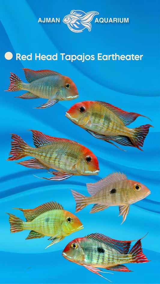 red head tapajos earth eater - 7 to 8 cm