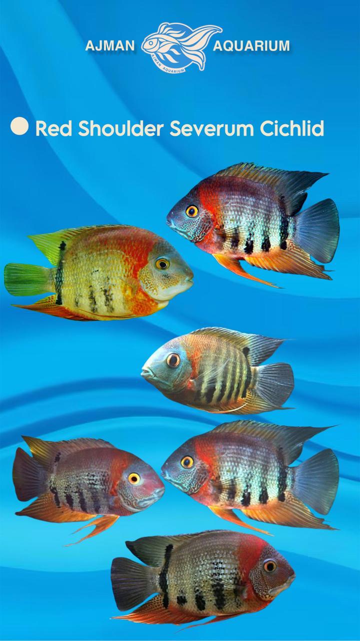 red shoulder severum cichlid - 4 to 5 inch – Ajman Aquarium