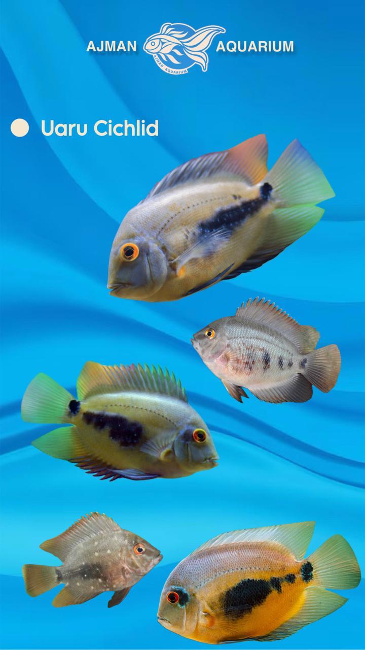 uaru cichlid - 3 inch