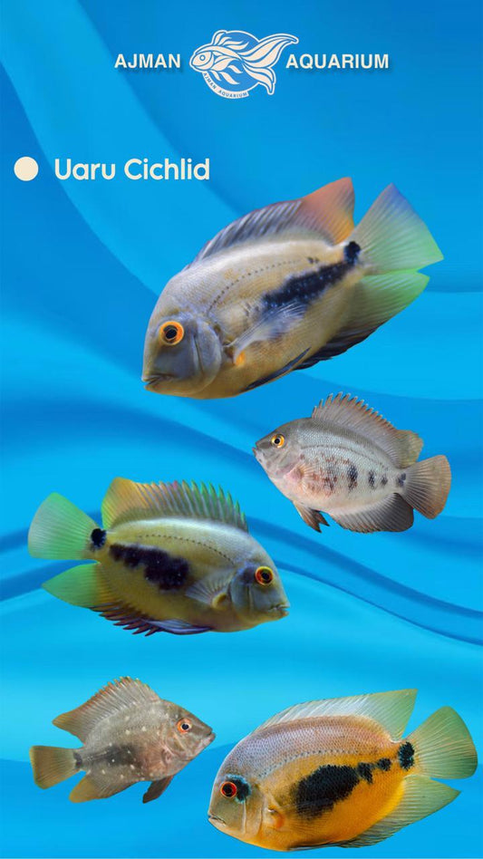 uaru cichlid - 3 inch