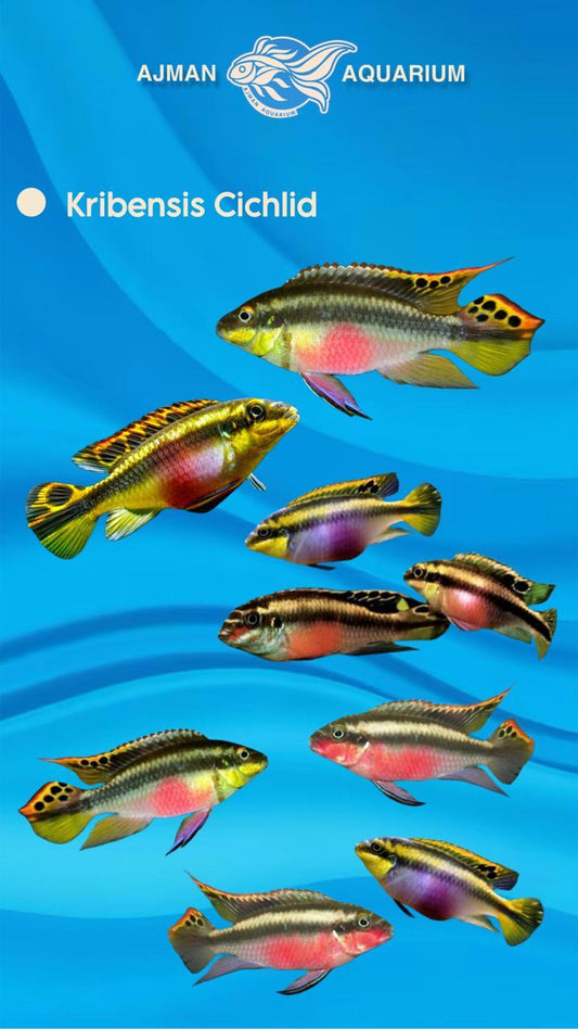 kribensis cichlid - XL