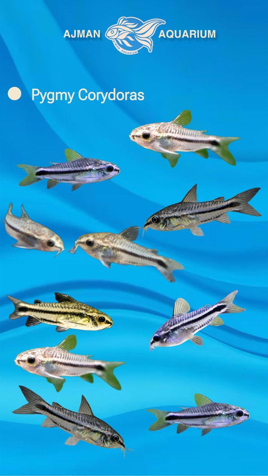 pygmy corydoras - L
