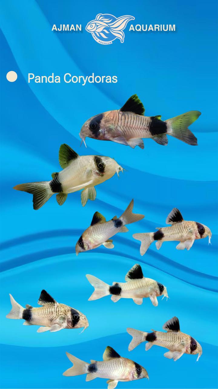 panda corydoras - XL