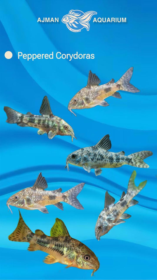 pepper corydoras - ML