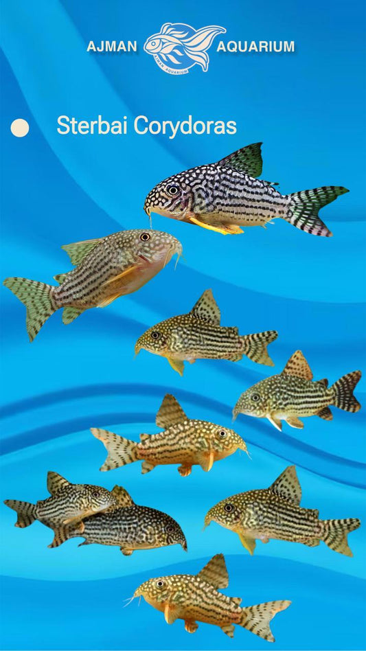 sterbai corydoras - ML